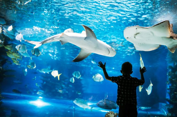 Quels sont les plus beaux aquariums de France ?